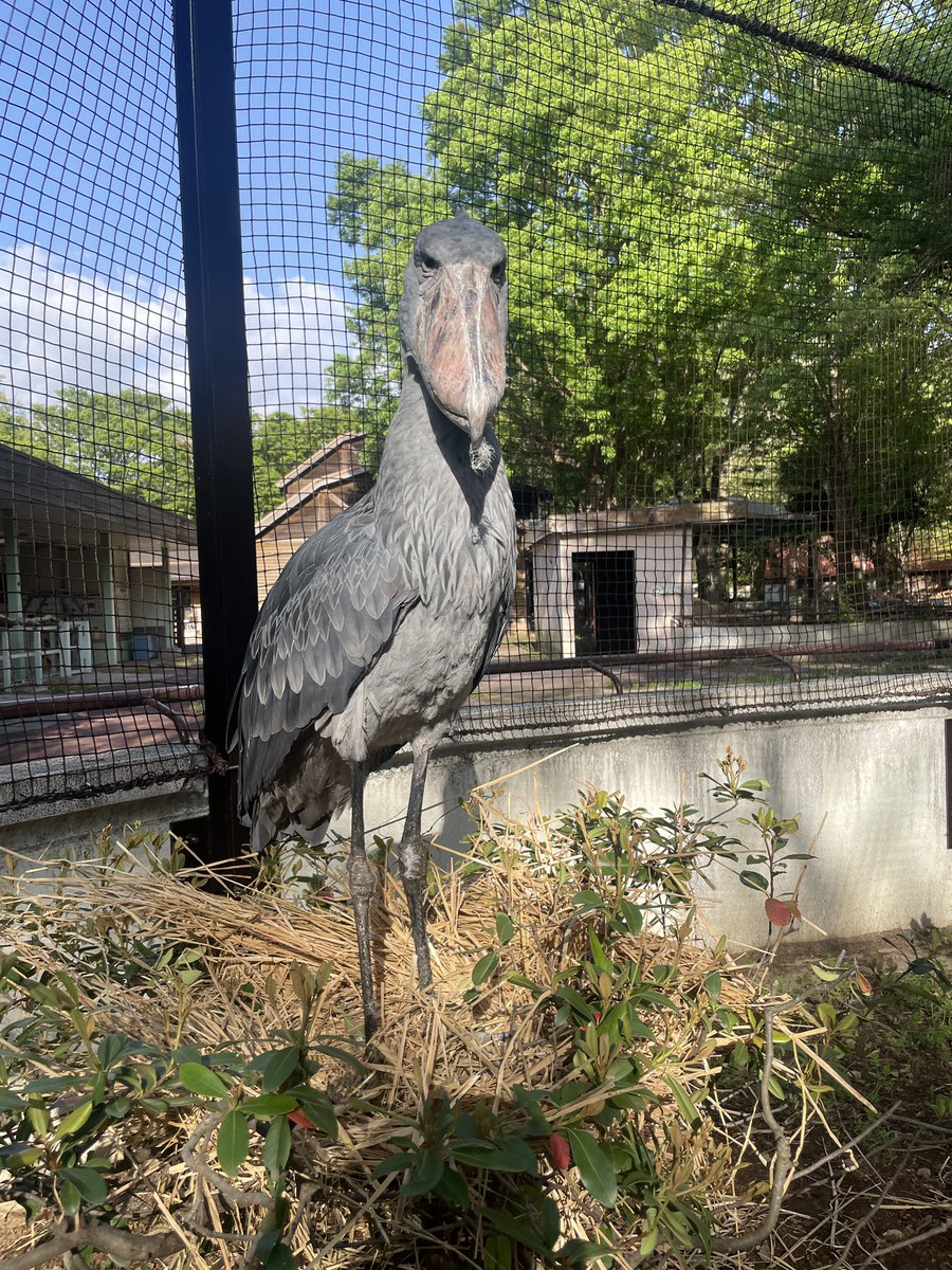 千葉市動物公園【公式】 tweet media