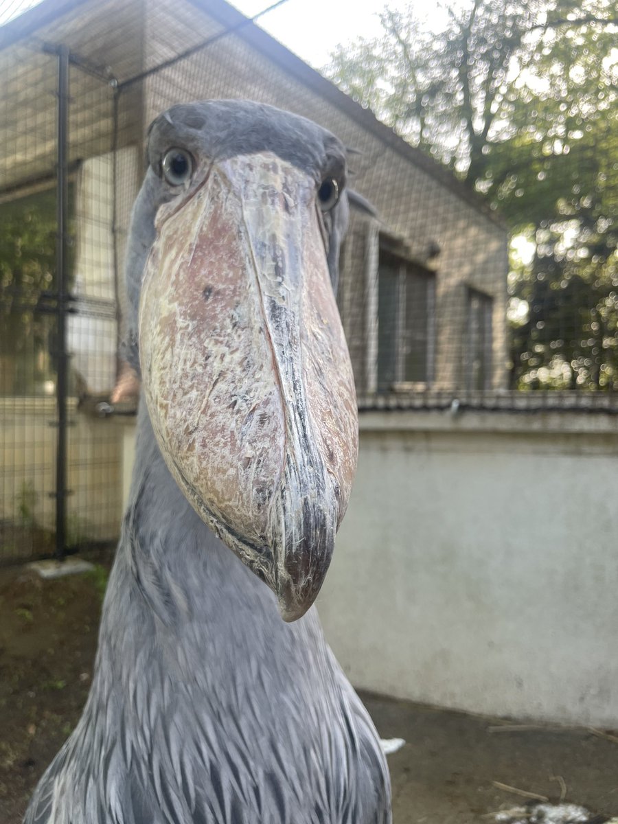 千葉市動物公園【公式】 tweet media