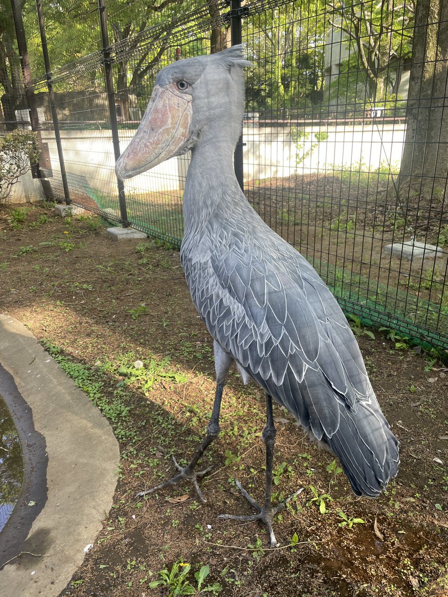 千葉市動物公園【公式】 tweet media