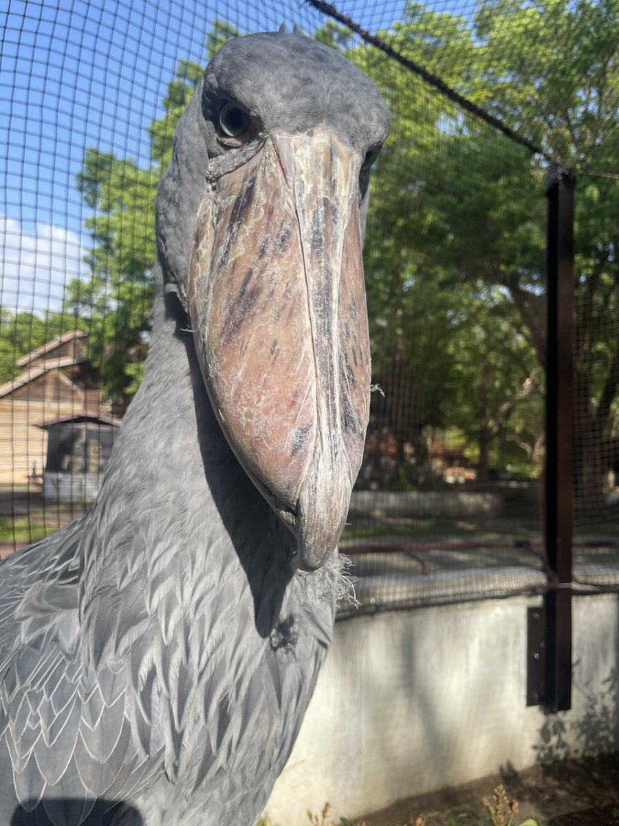 千葉市動物公園【公式】 tweet media