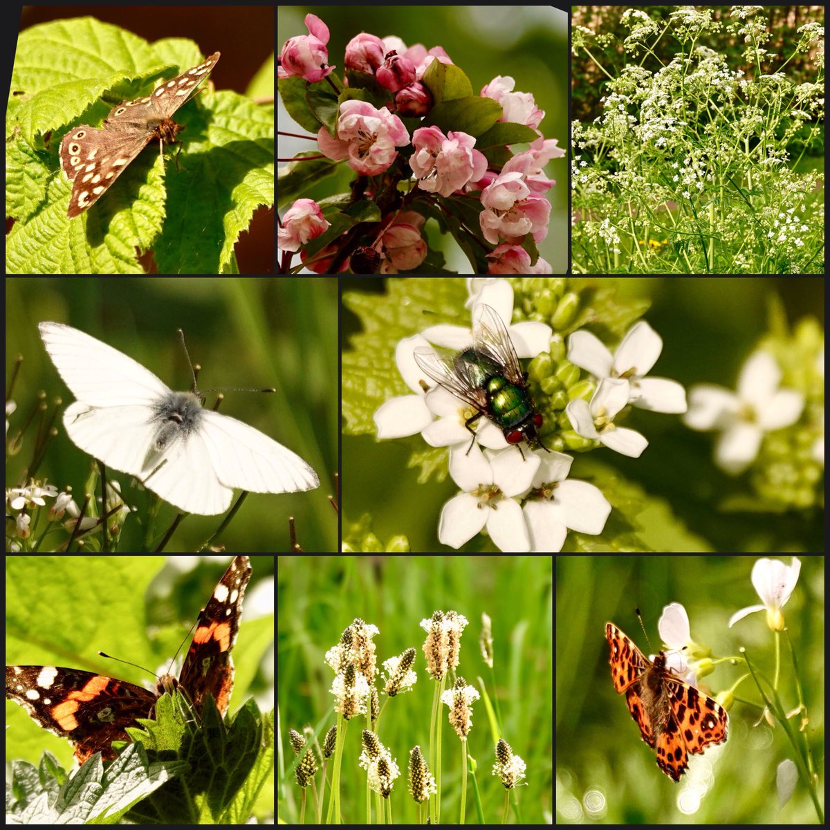 adriana57's tweet image. Goedemorgen, nog wat foto’s van gisteren, de vlinders waren actief, maar toch een paar op de foto kunnen zetten, de #look-zonder-look, #fluitenkruid, #smalleweegbree en de #appel beginnen  te bloeien, 
Fijne zaterdag👋🏻