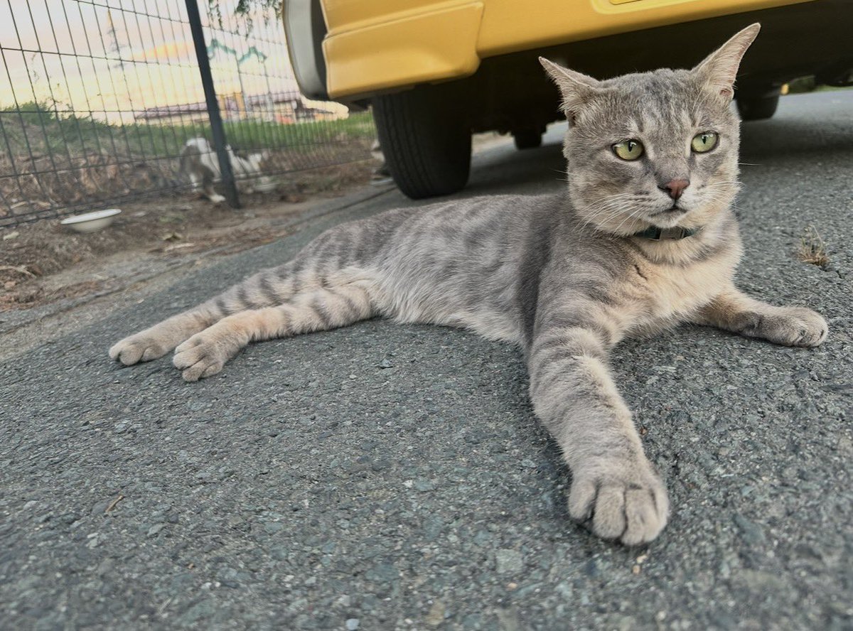 りりりんまんま tweet media