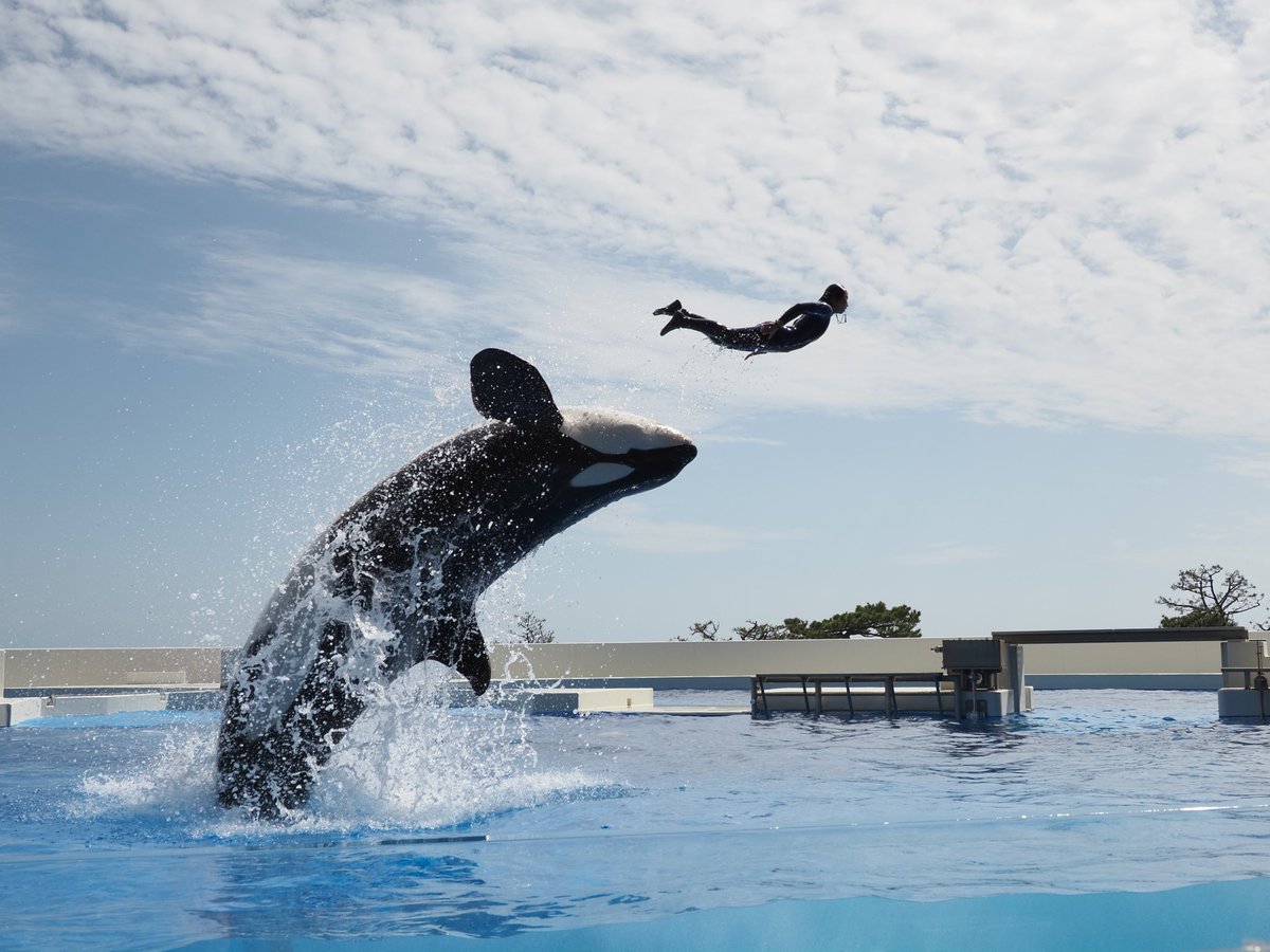 ちょっぽい tweet media