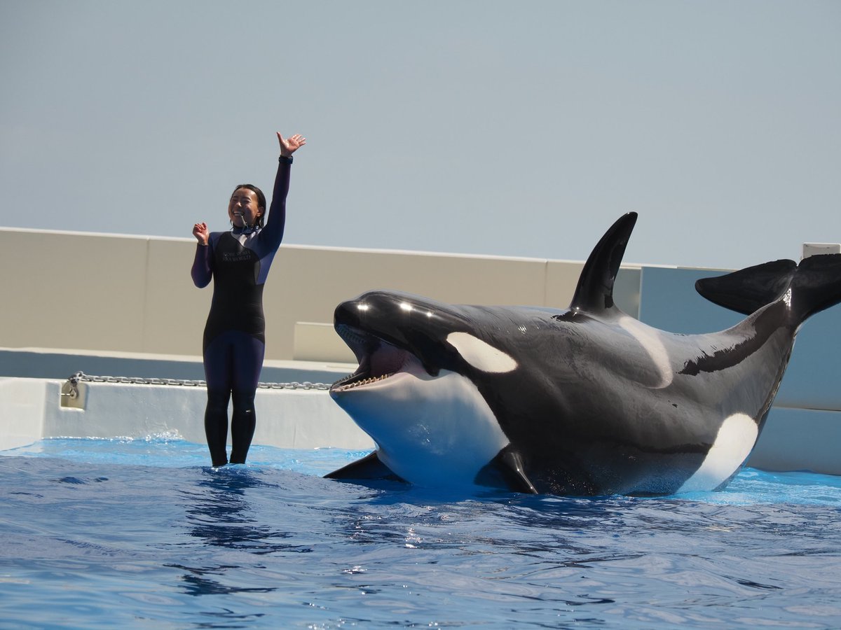 ちょっぽい tweet media