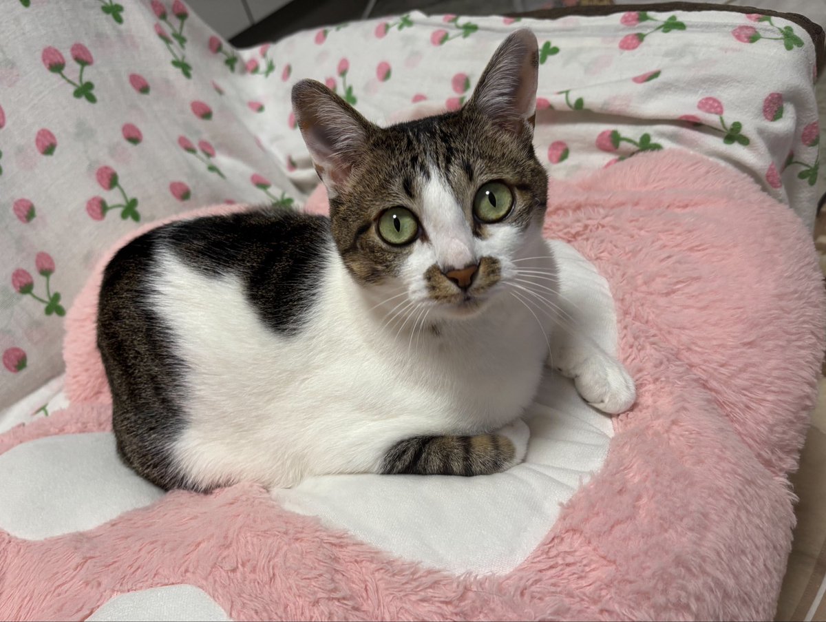 🐈二段優希🐈 tweet media