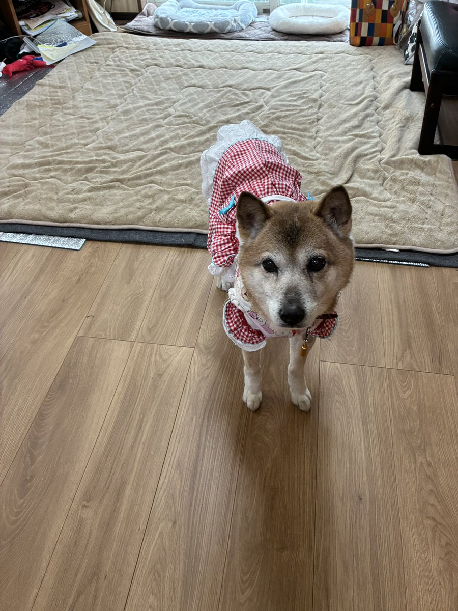 ホイテロート@5/6 東7 36a tweet media