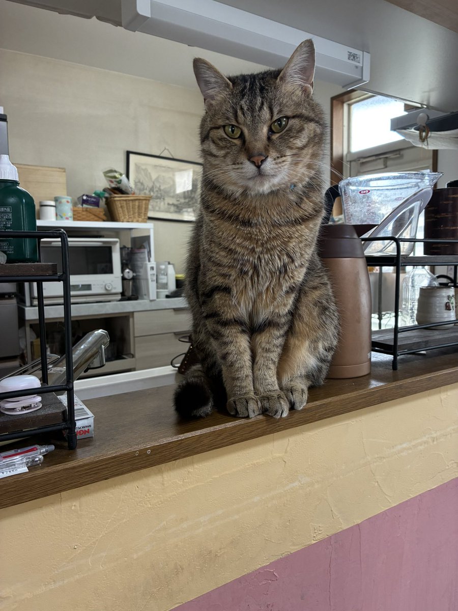 ホイテロート@5/6 東7 36a tweet media