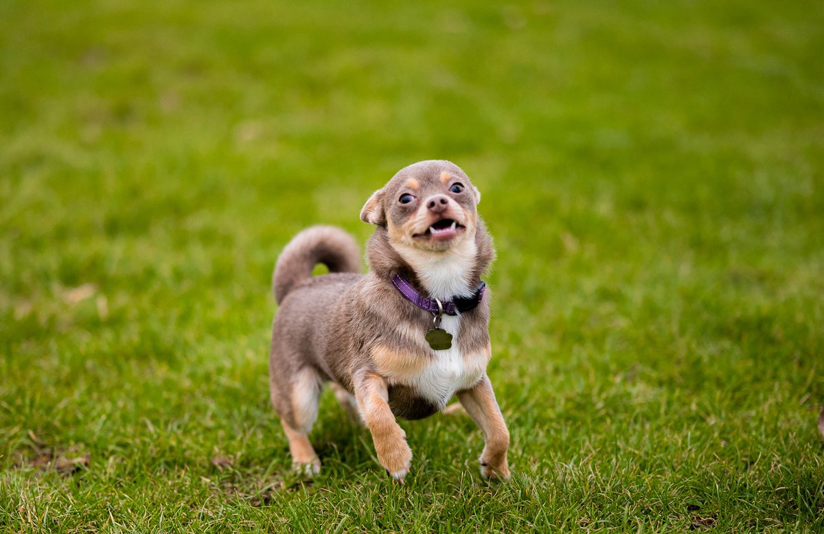 Queen of the Flumps tweet media