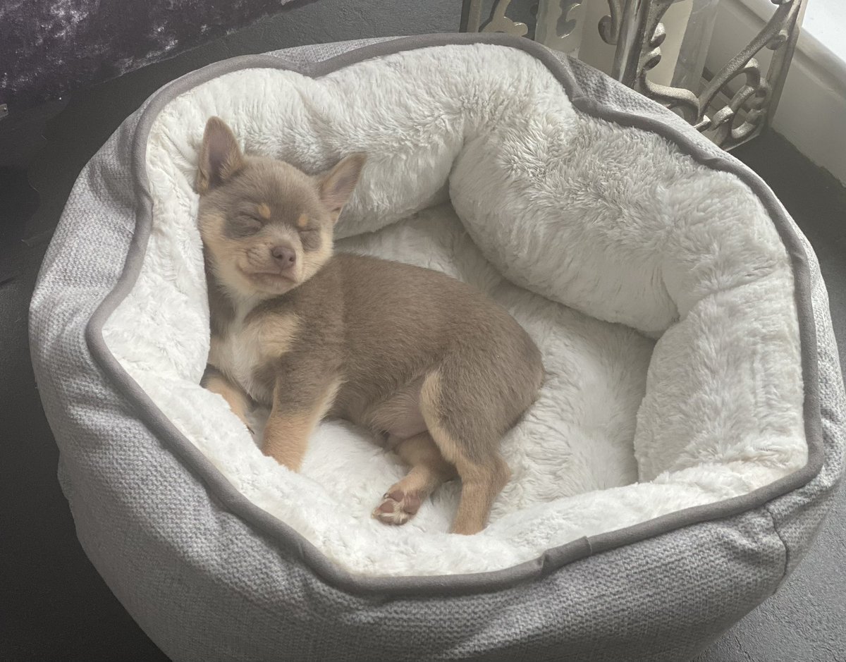 Queen of the Flumps tweet media