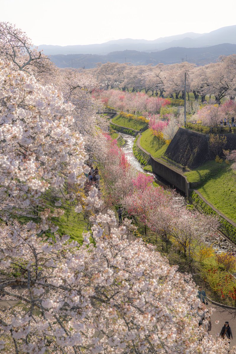 Mubarak693537's tweet photo. Nature’s pink ribbon. 🎀 A breathtaking view of spring in full bloom over the Shukutagawa River Nishinomiya City, Hyogo Prefecture, Japan.
#springequinox
#hyogo https://t.co/X1a7xeRz9F