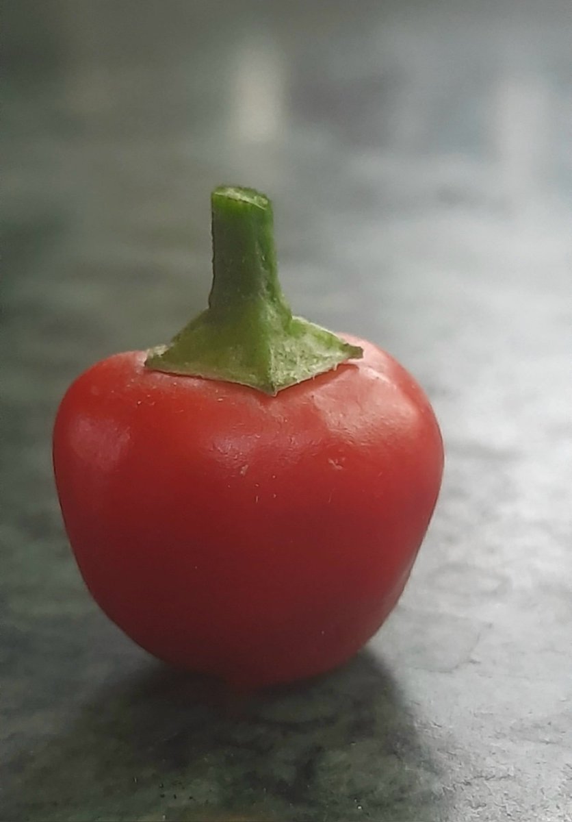 Narendr51543168's tweet image. Just chill 
#Chilli #vegetables #Nature