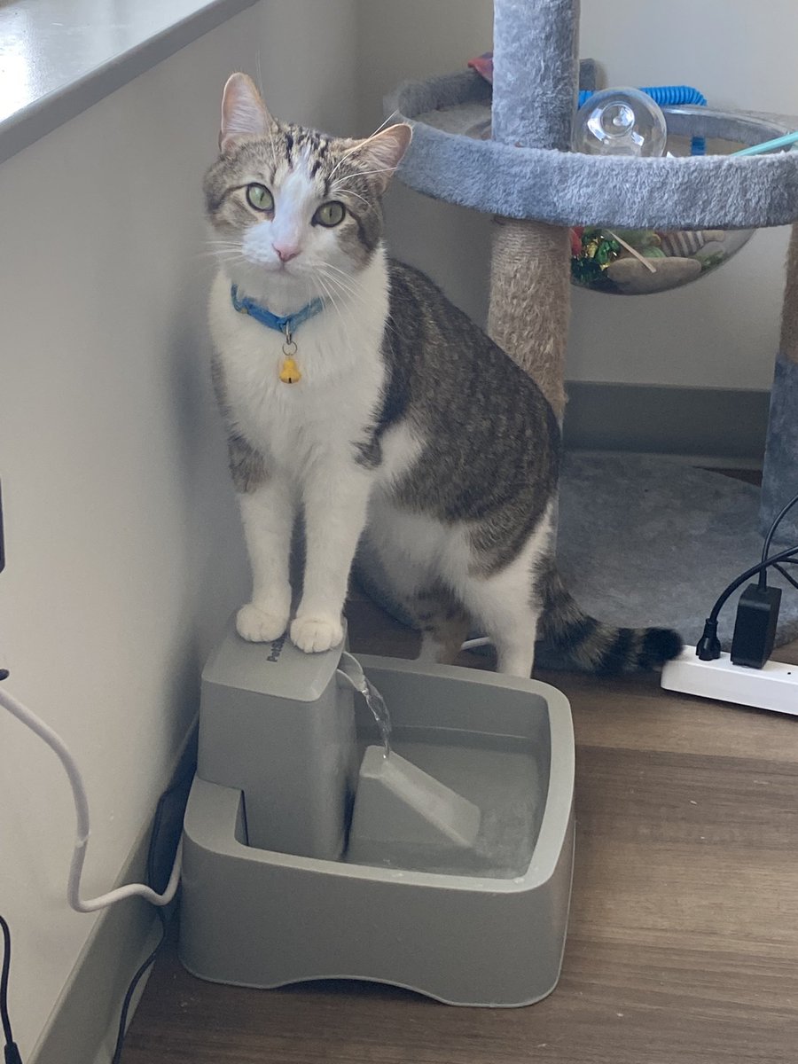 🖌️🐈 Knoo (@nothingknoo) on Twitter photo 