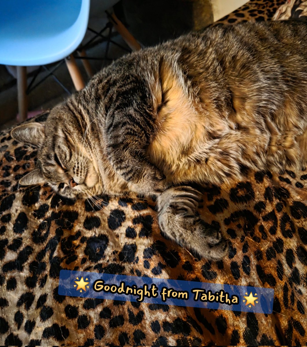 Goodnight from Tabitha 💗