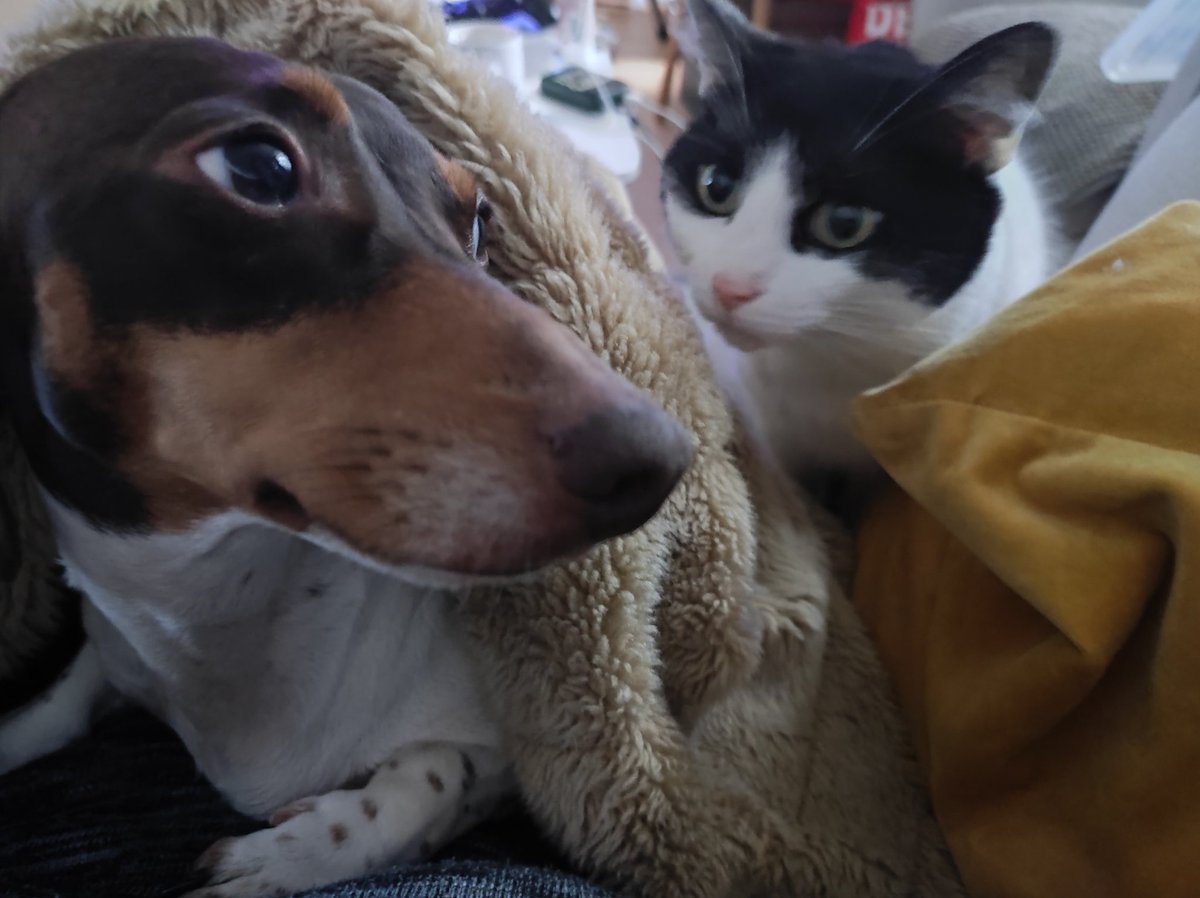 LisaWithCat's tweet photo. @itsnwts They are both doing great https://t.co/MjKbtHVplK