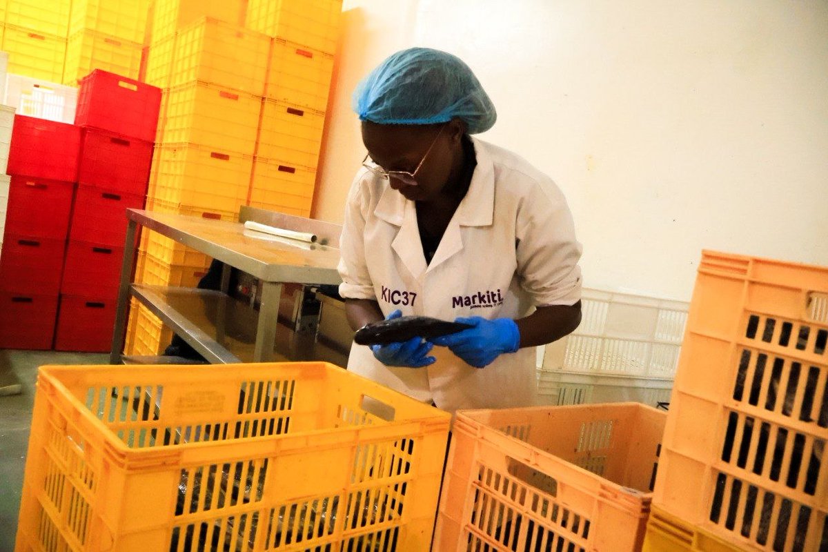 Markitiapp's tweet image. Our fish is carefully handled at every step to make sure it reaches you fresh, clean, and full of quality you can trust. 
Freshness you can see, quality you can taste.
Order Now via markiti.co.ke
Or visit My OneApp, under Shop &amp;amp; Gifts
#FreshFish #QualityYouCanTrust