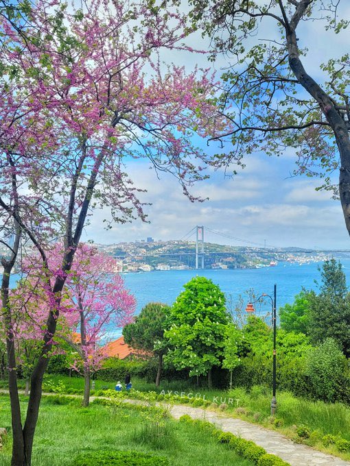 gezginvizor's tweet photo. Fethipaşa Korusunda Erguvan şöleni… https://t.co/qJWHobJR7e