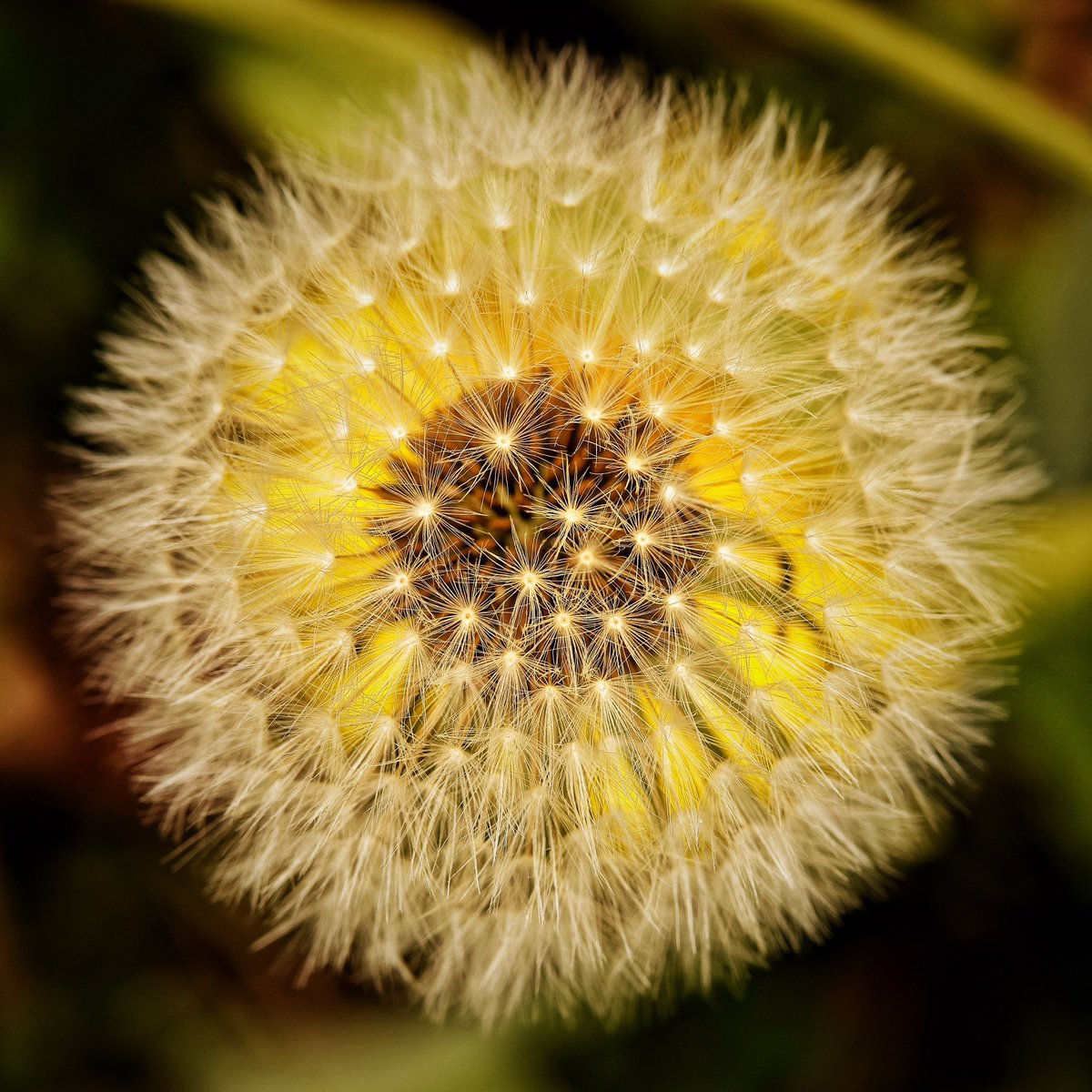 WLH1972's tweet image. Let’s see those spring flower #photos
This is dandelion above dandelion 
#spring #flowers