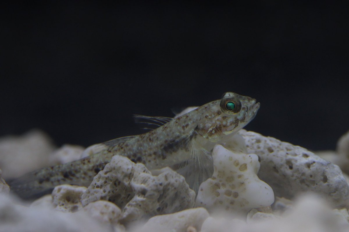 麻布学園生物部魚班 tweet media