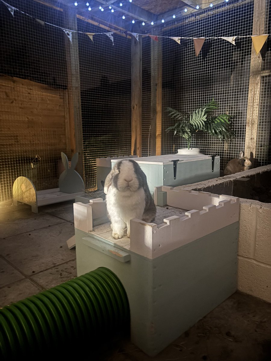 Carrot Cottage Rabbit Rescue tweet media