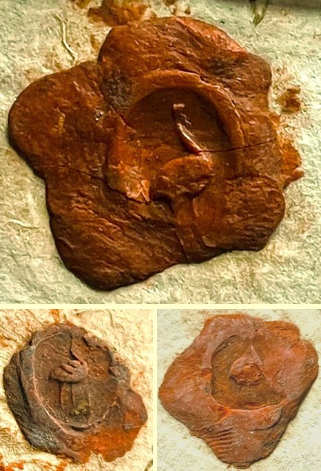 Joan Alonso tweet media