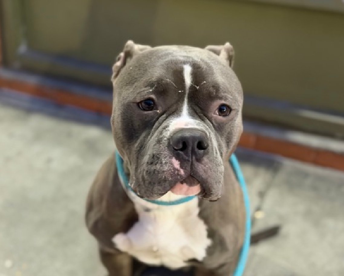 Help_CozyPaws's tweet image. ⚠️We urgently need a miracle for our Milo

Milo💔
#247018♂️2yr

Is there no 1 out there who can take him at #NYCACC
#veteran forum w u can share it?
#adopt or #foster takes care of him?
He's been on the kill list for to long
I'm really afraid for him

Pls Help him and Share❤️‍🩹🙏