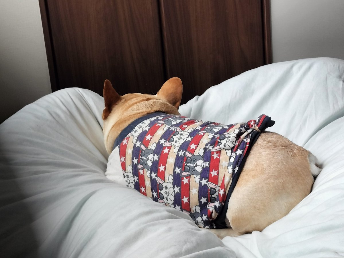 たいが🐶とパッパ👨 tweet media