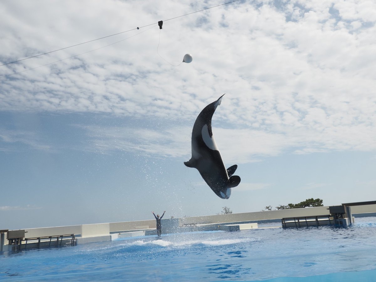 ちょっぽい tweet media