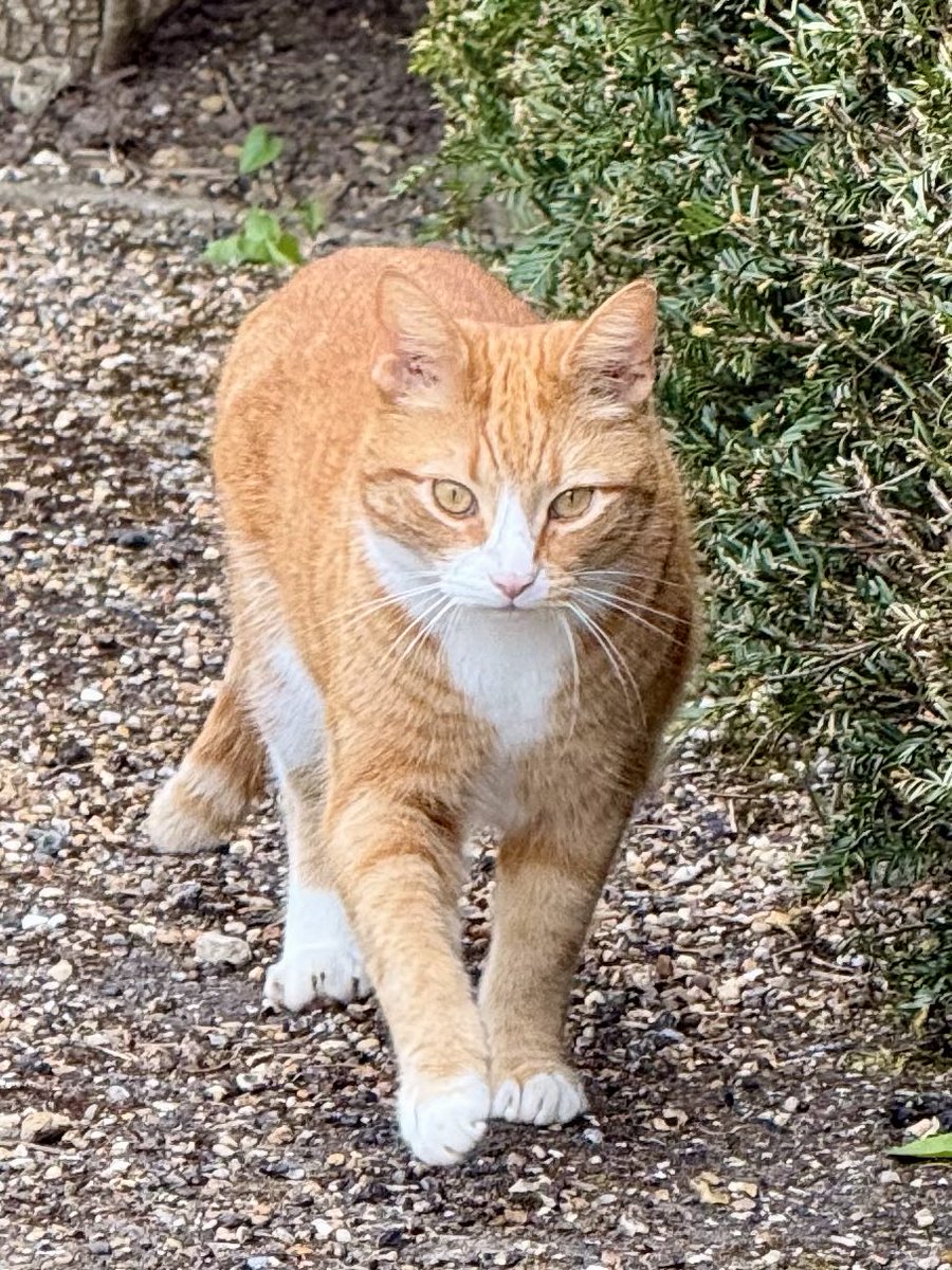 Steveontour2's tweet image. This is Jock (No 7) from #Chartwell #Kent yesterday. Churchill set down that there should always be a marmalade cat with a white bib and paws living at @ChartwellNT. I have visited several times and this is the first time I have spotted him,a great day! #Caturday. @ThePhotoHour
