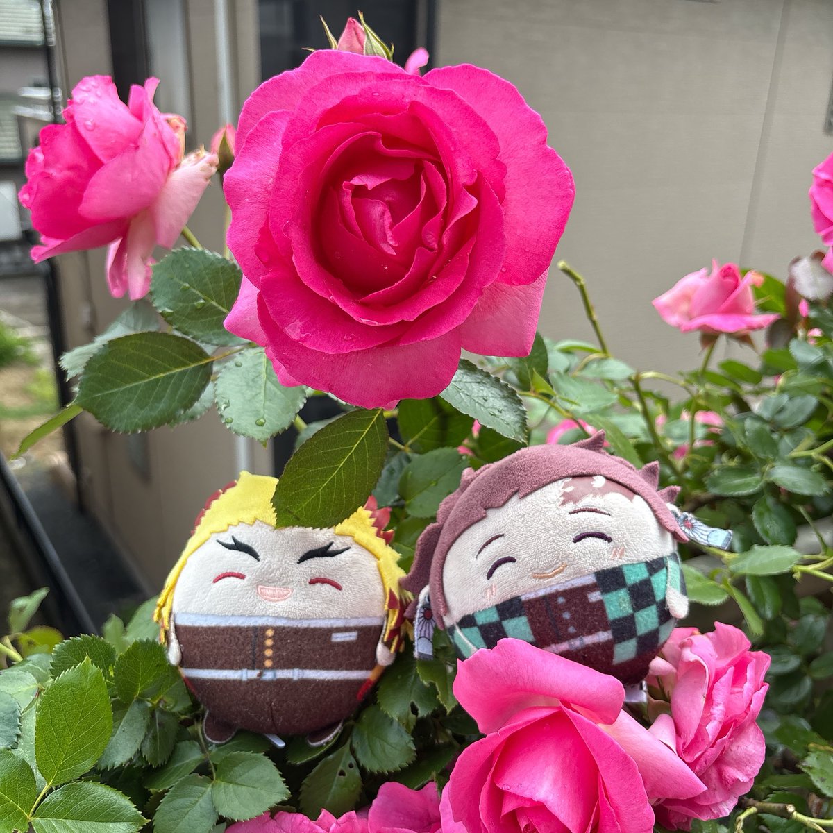 #自慢できるお花とぬいの写真みせて