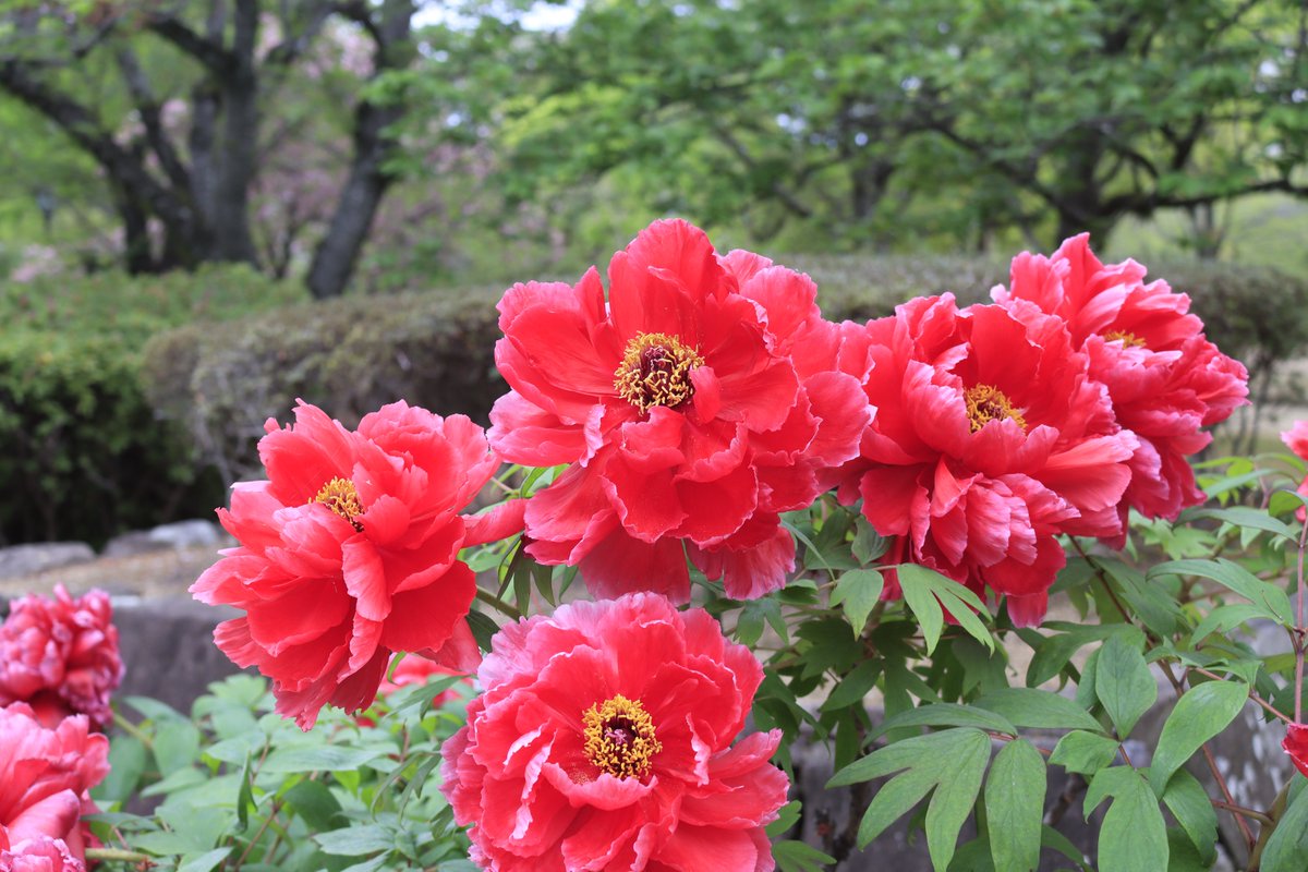 minashiy's tweet photo. 姫路城の牡丹祭りを覗いてました
牡丹は綺麗で好きだけど祭りの部分は騒がしくて少し苦手なのですぐ退散 https://t.co/V0fSeHtzvV
