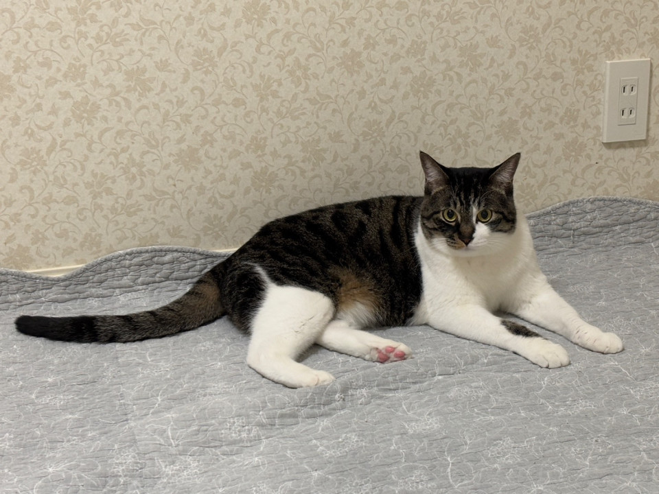 3歳になった仲良し３兄弟
兵庫県 ♀ 生後3才 のネコちゃんです。
 #猫の里親募集 #兵庫県
詳細：neko-jirushi.com/foster/234846/
写真：
