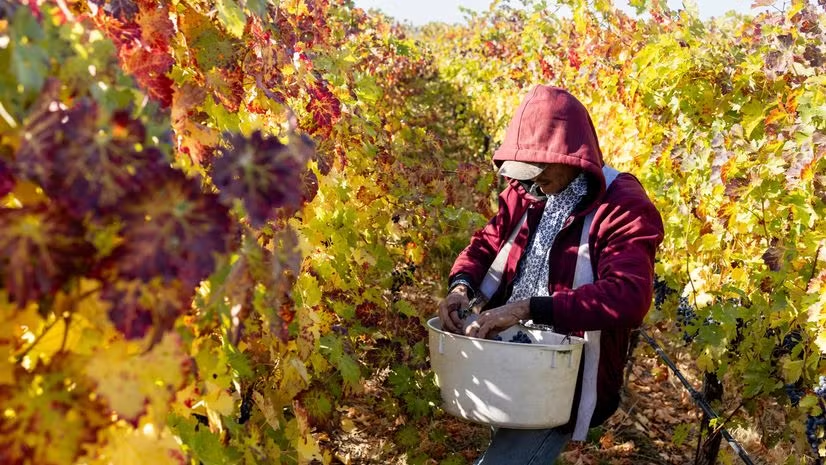 bsindia's tweet image. FSSAI has allowed only Ashwagandha roots and root extracts, warning that leaves may pose risks including liver toxicity and neurotoxic effects, and has asked states to act against violations.

Details: mybs.in/2g5QpBT

#FSSAI #FoodSafety #Ashwagandha #Ayurveda