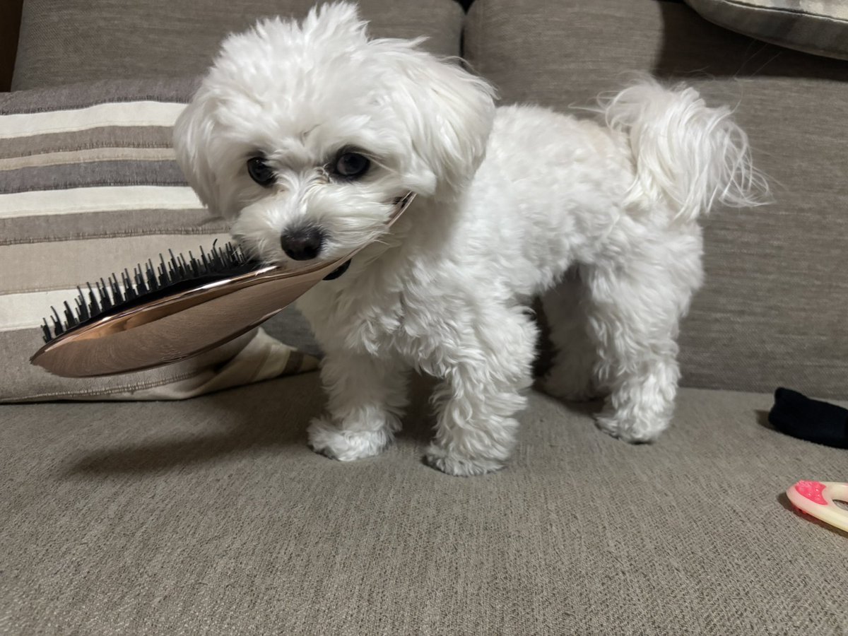 ふわふわないぬ tweet media