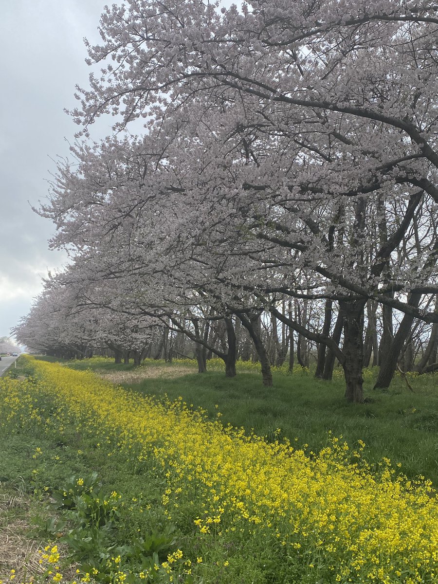 秋田山王男 tweet media