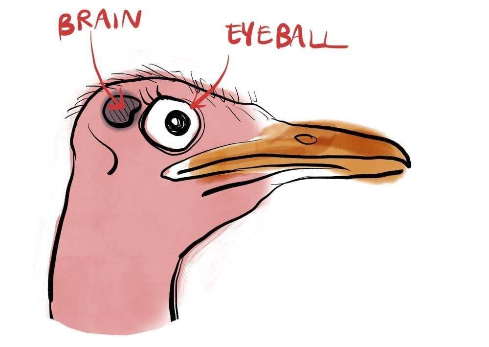 An Ostrich's eye is bigger than its brain. The bird has the biggest eyes in the whole animal kingdom.

Ostriches also lay huge eggs, and one egg weighs as much as 24 chicken eggs. It takes 2 hours to boil a single ostrich egg. #HistoryVille