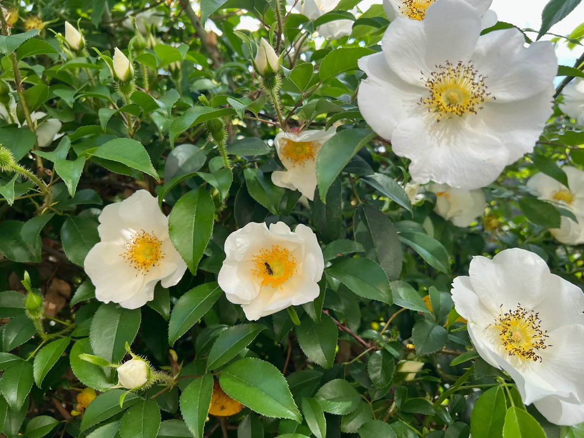 Numkang なむ tweet media