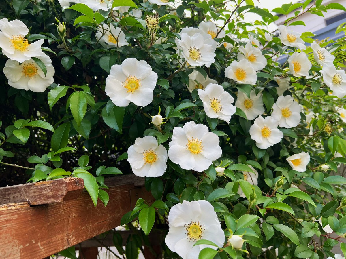 Numkang なむ tweet media