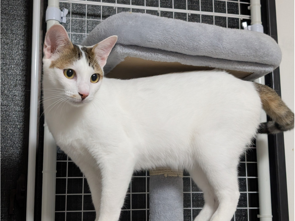 とても人懐こいゴロスリ甘えん坊の兄弟♡
兵庫県 ♂ 生後1才10ヶ月 のネコちゃんです。
 #猫の里親募集 #兵庫県
詳細：neko-jirushi.com/foster/234848/
写真：