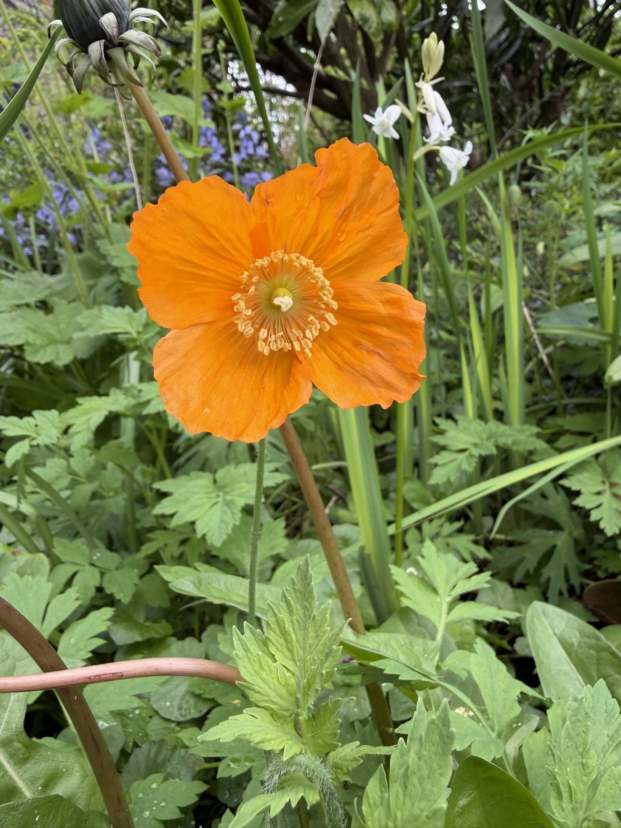 RuthlessTweets's tweet photo. The perfect beauty of flowers. #FindingJoy in difficult times. https://t.co/jCHc7PYCLt