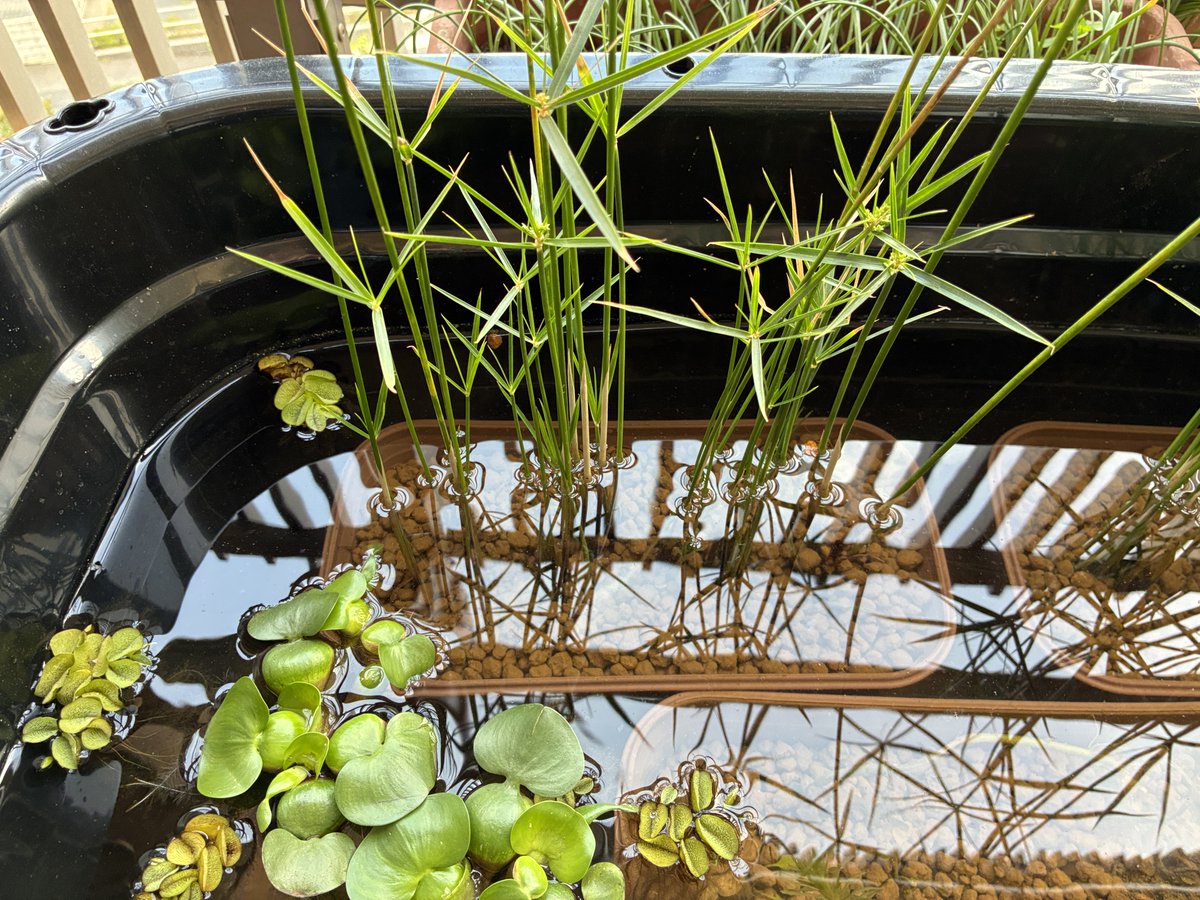 今年はバルコニーでハスの花を見ながらビールを飲もうと思います。（3度目の挑戦＝最終チャレンジ）This year, I plan to drink beer on my balcony while watching lotus flowers. (Third attempt = final attempt) keiworkshop.com/pupa/899/
＃ビオトープ ＃ビール ＃ハス ＃Biotope #Beer
