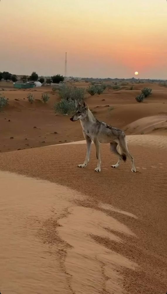 غديّربن مطر الكتبي (@gedayer35) on Twitter photo 