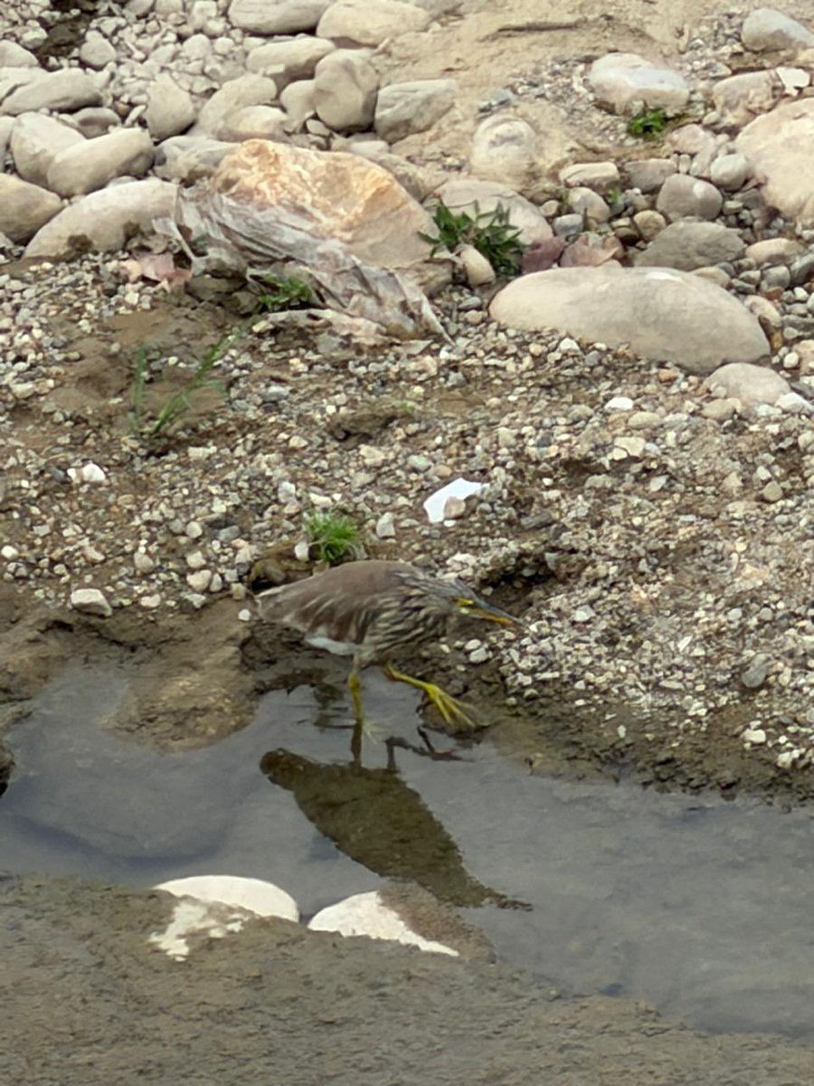 monica722905's tweet image. Indian Pond Heron trying to pass by Quickly &amp;amp; Quietly 😃#Birds #IndiAves #birdphotography #Birding #BirdsSeenIn2026 #BBCWildlifePOTD #ThePhotoHour #Uttrakhand