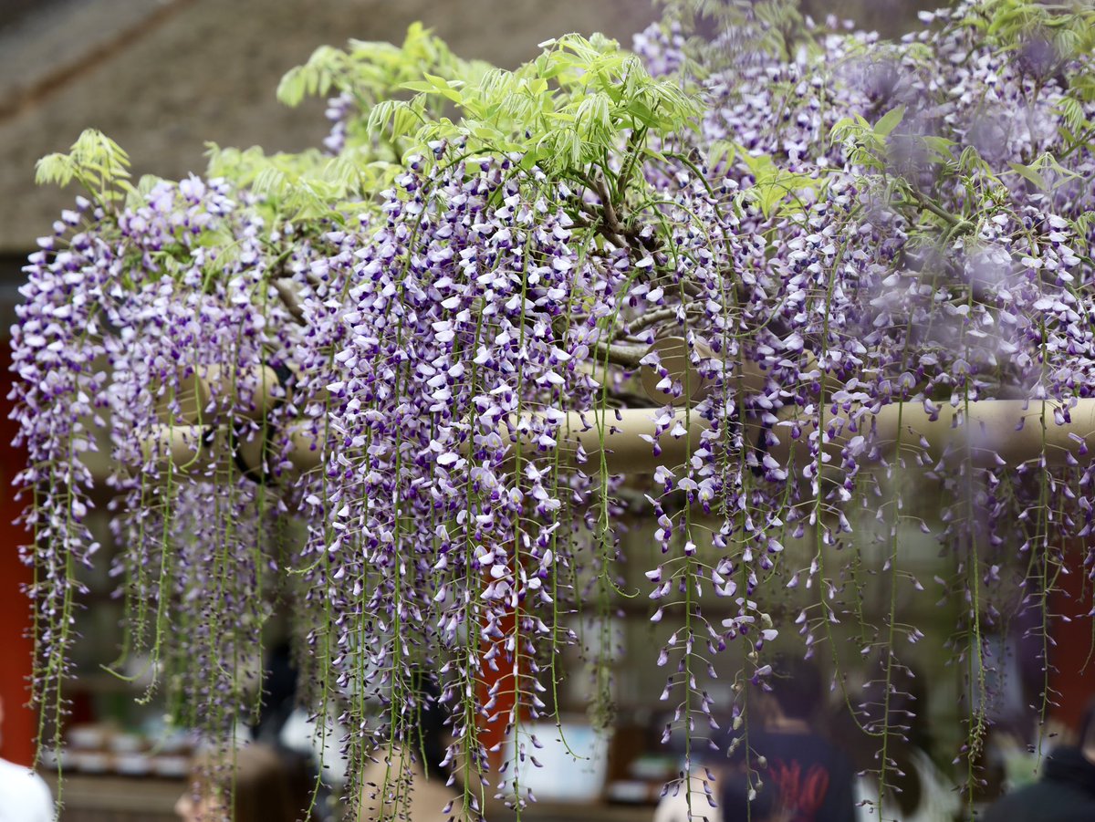 春日大社 kasugataisha shrine tweet media