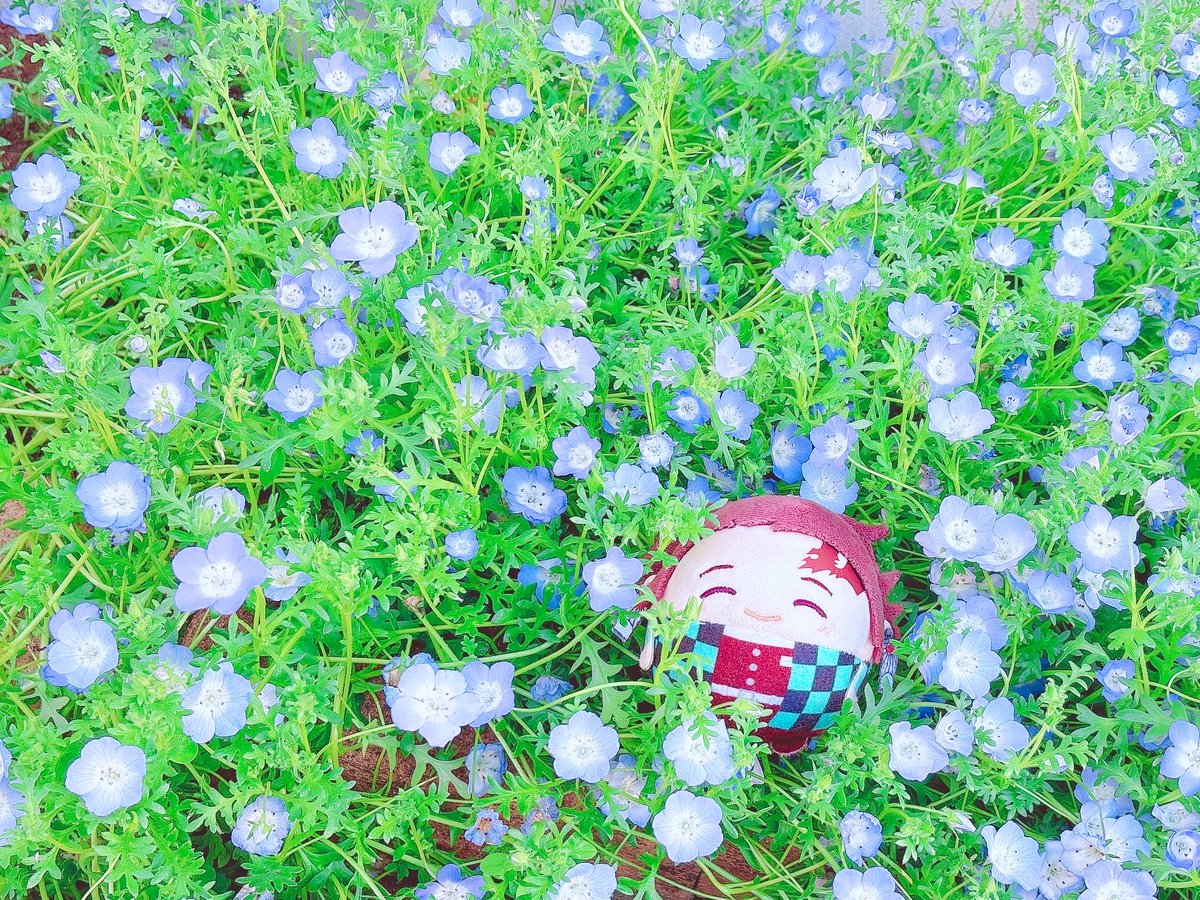 #自慢できるお花とぬいの写真みせて