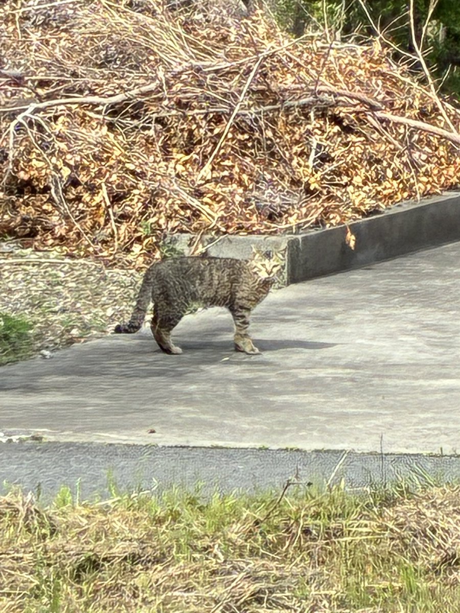 六分儀　暁(ろくぶんぎ　あかつき) tweet media