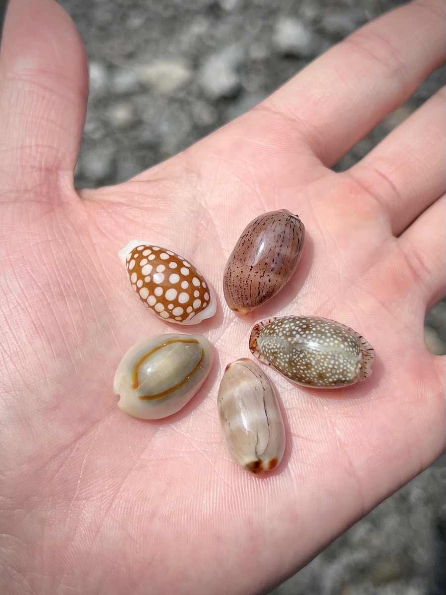 でんか tweet media