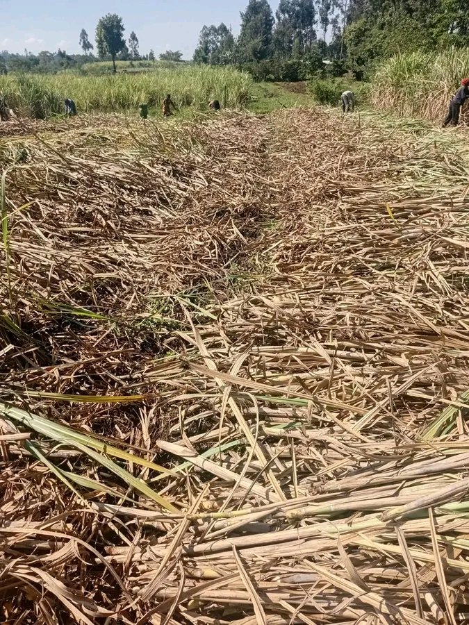 Herbert Seme tweet media