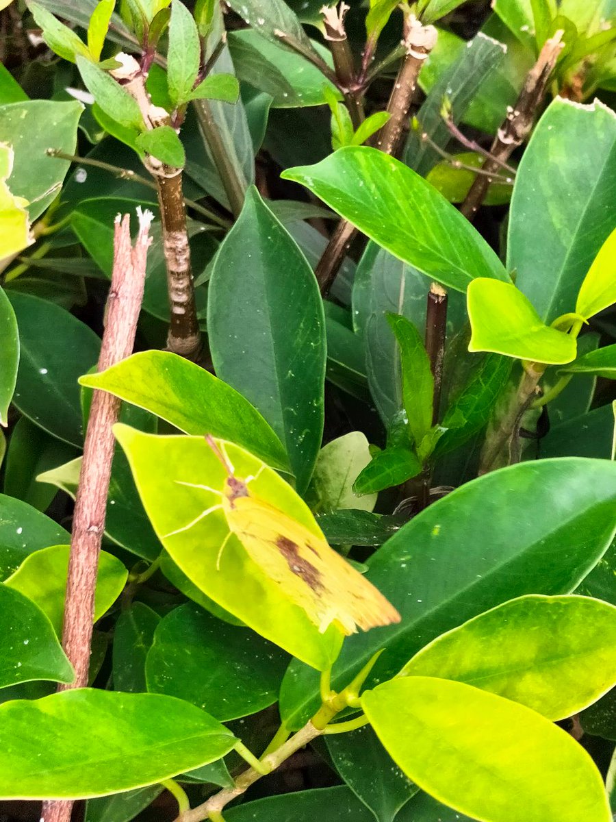ChrisCsd1's tweet image. #Pool Pics taken last year, with Siz &amp;amp; Barclay, looking at the pool on a rather windswept day!
