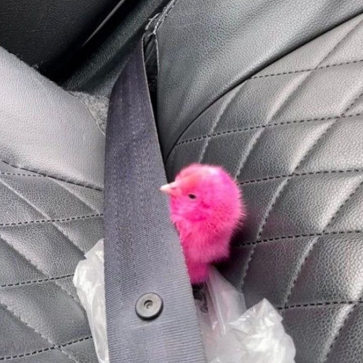 definisitampan's tweet photo. ️️ ️️
️️ ️️
️️ ️️

Hari ini ikut mami ke pasar, pulang bawa oleh-oleh lucu nan menggemaskan.

️️ ️️
️️ ️️
️️ https://t.co/kc7EkoEAXb