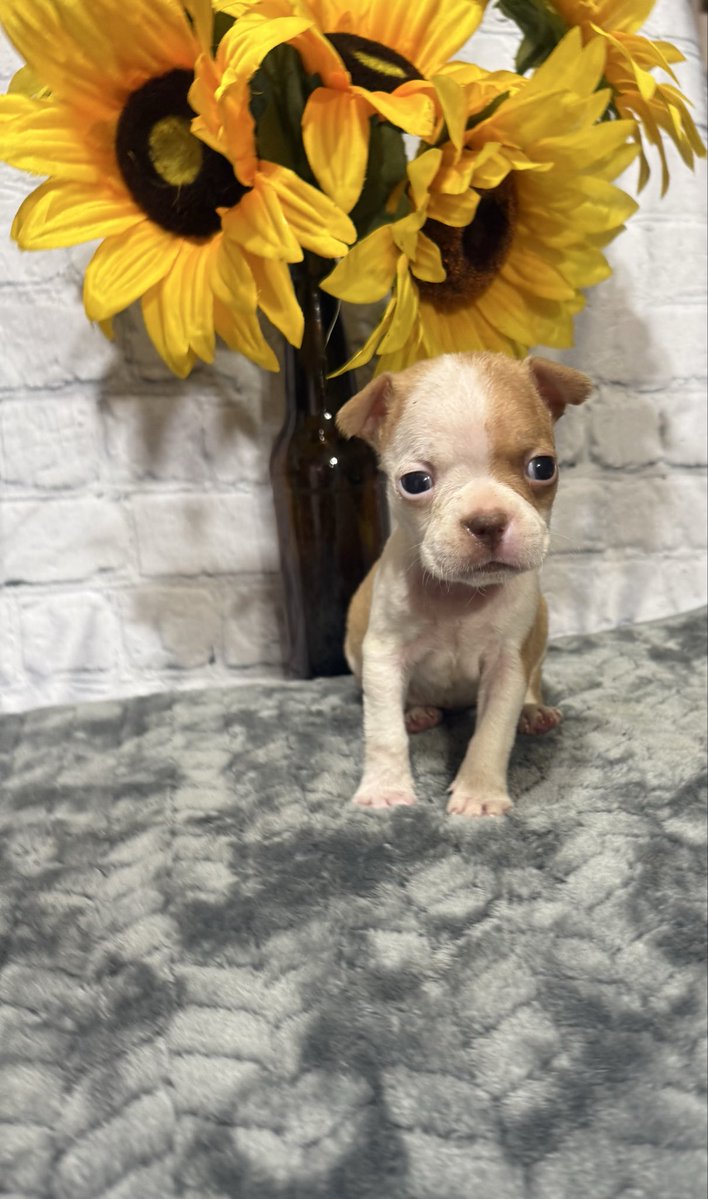 Penny Pie 🌈Stubby & Sugies🌈 tweet media